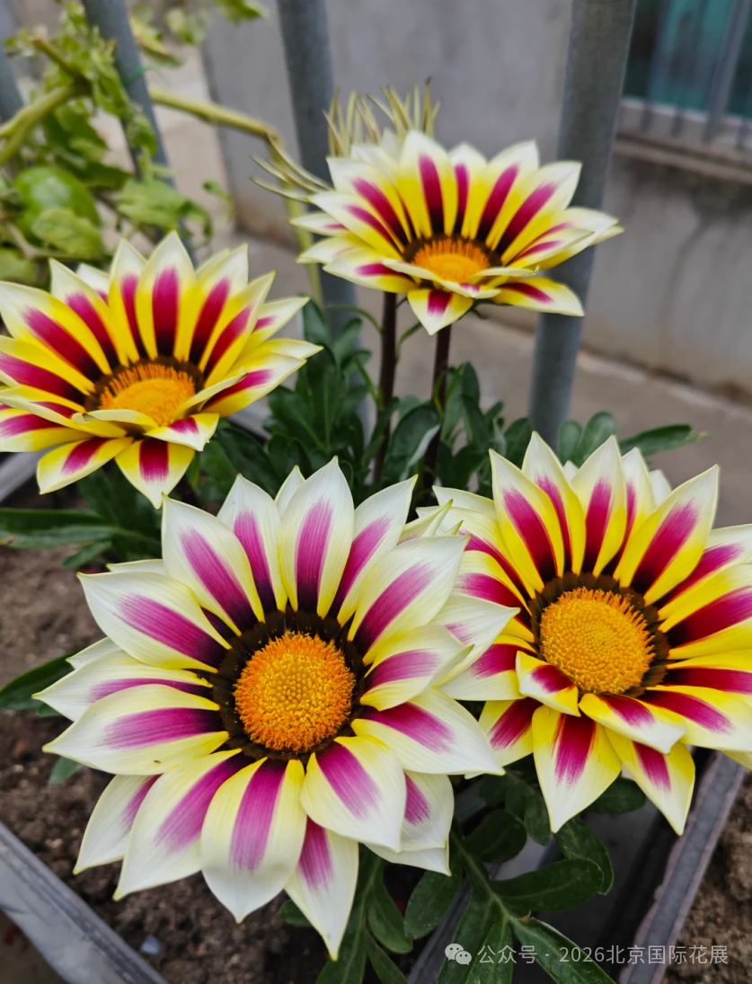花展小百科｜勋章菊