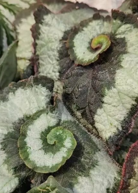 花展小百科｜自带螺纹的小蜗牛——观叶海棠蜗牛